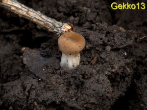 Helvella acetabulum.jpg