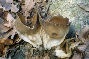 Helvella acetabulum 2016-05-06 JS 01.jpg