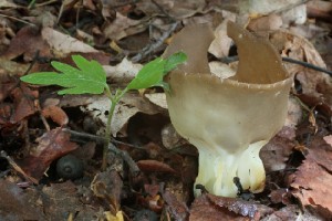 Helvella acetabulum.jpg