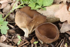 Helvella_acetabulum.jpg