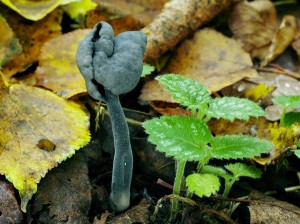Helvella atra.jpg