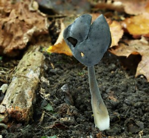 Helvella atra.jpg