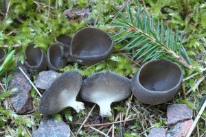 Helvella_confusa.jpg