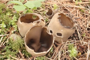 Helvella_leucomelaena.jpg