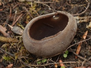 Helvella leucomelaena.jpg