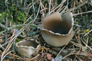 Helvella leucomelaena 2016-05-06 JS 01.jpg
