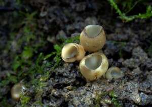 Helvella leucomelaena.jpg