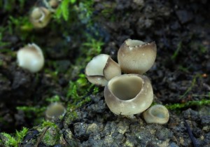 Helvella leucomelaena (2).jpg