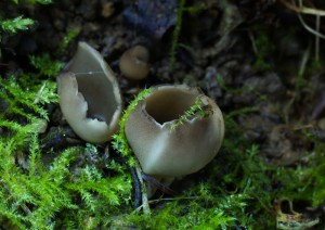 Helvella leucomelaena (3).jpg