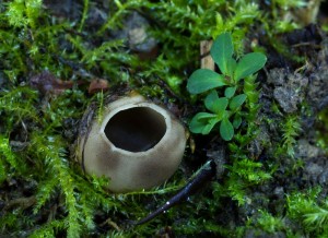 Helvella leucomelaena (4).jpg