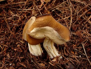 Helvella Qeletii.JPG