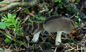 Helvella queletii (2)B.jpg