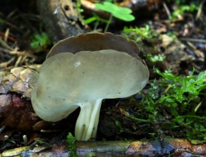 Helvella queletiiB.jpg