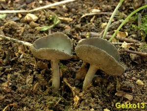 Helvella villosa1.JPG