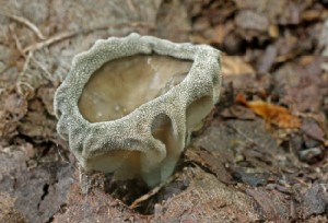 Helveola Costifera.jpg
