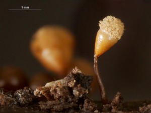 hemitrichia--2.jpg