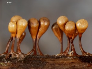hemitrichia--3.jpg