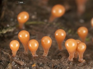 hemitrichia--6.jpg