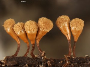 hemitrichia--7.jpg