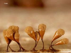 hemitrichia--8b.jpg