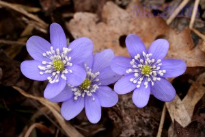 Hepatica_nobilis_1.jpg