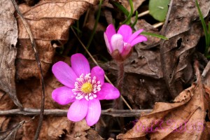 Hepatica_nobilis_2.jpg