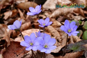 Hepatica_nobilis_3.jpg