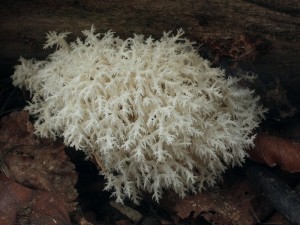 Hericium clathroides2.jpg