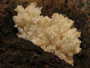 Hericium clathroides2.jpg