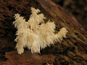 Hericium clathroides3.jpg