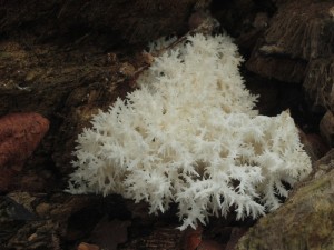 Hericium clathroides.jpg
