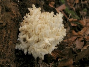 Hericium clathroides.jpg