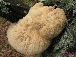 Hericium erinaceus1.jpg