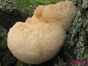 Hericium erinaceus.jpg