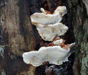 Heterobasidion annosum.jpg