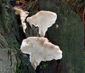 Heterobasidion annosum (2).jpg