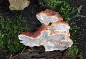 Heterobasidion annosum (3).jpg