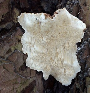 Heterobasidion annosum (4).jpg
