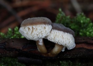 hh IMG_8638xnS.jpg