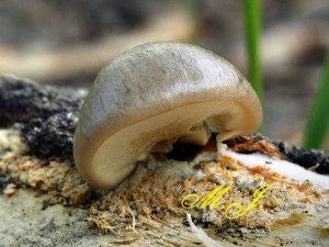 Hlva epikat - Pleurotus calyptratus.jpg