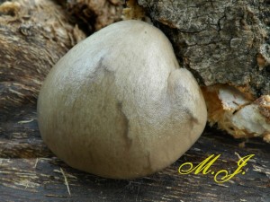 Hlva epikat - Pleurotus calyptratus (1).jpg