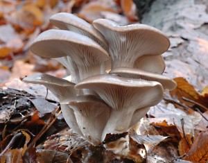 Hlva stin - Pleurotus ostreatus (1).jpg