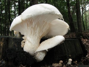 hlva dubov-Pleurotus dryinus1.JPG