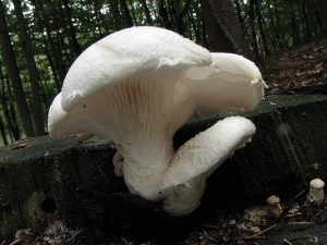 hlva dubov-Pleurotus dryinus.JPG