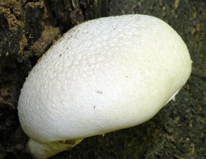 Hlva dubov - Pleurotus dryinus (1).jpg