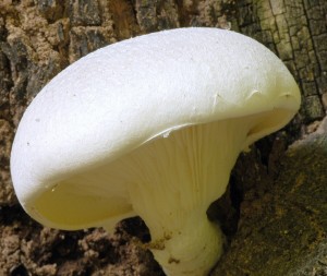 Hlva dubov - Pleurotus dryinus (7).jpg