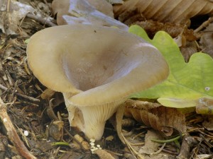 Hlva zemn - Hohenbuehelia geogenia.jpg