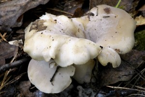 Hlva zemn - Hohenbuehelia geogenia.jpg