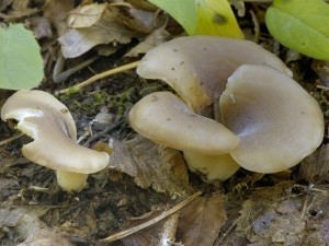 Hlva zemn - Hohenbuehelia geogenia (1).jpg