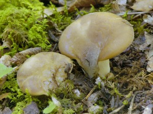Hlva zemn - Hohenbuehelia geogenia (2).jpg